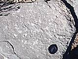 Fossiliferous shelf limestone, 1,500 m high