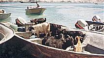 Iranian sheep and goats are sold on to UAE and Saudi Arabia