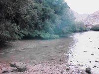Mangroves at Bandar Khayran