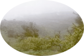 Khareef mist