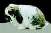 Holland Lop