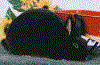 minirex black.gif (14363 bytes)