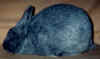 Silver Fox Blue.jpg (7606 bytes)