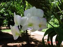 an Orchid