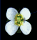 Stages of
arabidopsis growth