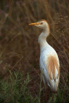 cattl-egret-forsythe-nwr.gif (74439 bytes)