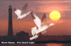 fiislgeese-web.gif (103482 bytes)