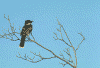 kingbird-n_fk.gif (109695 bytes)
