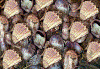 shells-web.gif (378556 bytes)