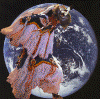 shinnecock-dancer.gif (137523 bytes)
