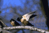 swallows-carmans-rvr.gif (52852 bytes)