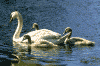 swans-carmans-rvr.gif (86257 bytes)