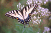 tiger-swt_forsythe-nwr.gif (122151 bytes)