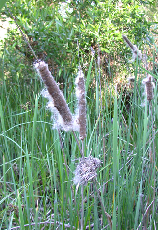 cattail fluff goes up fast