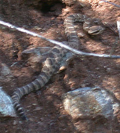 a first year rattlesnake