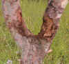 treeforkcropimage2.jpg (54783 bytes)