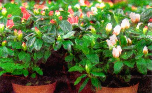 Chinese New Year Plants With Auspicious Meaning Pt2 - AZALEA: Called the du juan hua, it is mainly from Belgium, Holland and Denmark. Flowers in auspicious colours of pink and dark red. Best in cool temperatures.