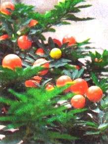 Chinese New Year Plants With Auspicious Meaning Pt1 - CHERRY: This plant from Malaysia bears lots of fruit and is favoured for that and its Chinese name - man tang hong - which means "the whole place is red". Keep in a bright but sheltered spot.