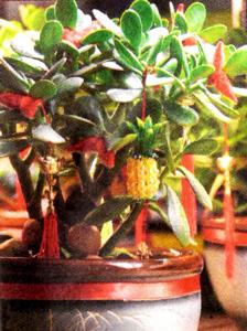 Chinese New Year Plants With Auspicious Meaning Pt1 - CRASSULA: From Malaysia, it is also called the jade plant because of the colour of its leaves. Give it good indoor light and water when soil is dry.
