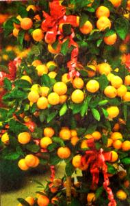 Chinese New Year Plants With Auspicious Meaning Pt1 - FOUR SEASON LIME: From Malaysia and China, its Chinese name - sijiju - is auspicious because "ju" is often associated with the New Year. Put it in a bright place. Remove fruit when withered.