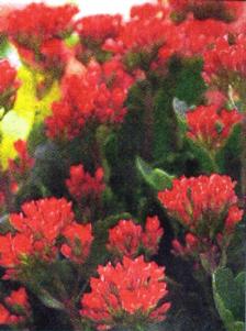 Chinese New Year Plants With Auspicious Meaning Pt2 - KELANCHOE: From Holland and Malaysia, it is considered auspicious because its Chinese name, wan zi qian hong, means tens of thousands of colours. Keep in a cool, bright area.
