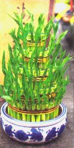 Chinese New Year Plants With Auspicious Meaning Pt1 - LUCKY BAMBOO: Known as kai yun zhu in Chinese, it comes from Taiwan and - as the name implies - is believed to bring fortune.