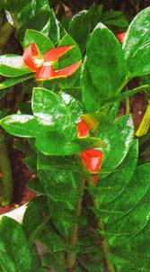 Chinese New Year Plants With Auspicious Meaning Pt1 - ZAMIOCULCA: From Taiwan, its name is jing qian shu or gold tree. Its shiny, angular leaves are reminiscent of Chinese-style gold ingots, hence its auspicious associations. Keep indoors and water when soil is dry.