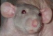 feed me, you fool