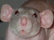 i am perfect, but I could use some cheerios