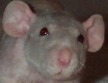 if I listen carefully, I hear the sound of you getting snacks