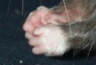 milo's hands