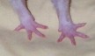 chauncey's hands