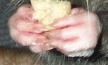 milo's hands