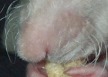 chauncey's nose