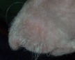 chauncey's nose