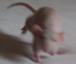 chauncey running, tail up and perky