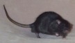 milo's tail balances a jaunty trot