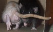 chauncey's tail can purposefully get in someone else's way
