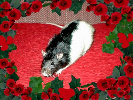 greebo the rat who went to the rainbow bridge
