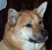 this is Jinjer the Jindo dog from Korea