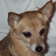 this is susie, a little dog with a fuzzy face