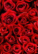 roses border