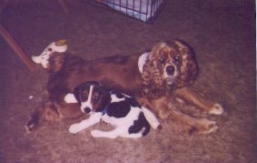 Puppy Pic