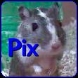 Gerbil Pictures