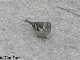 Female Chaffinch