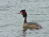 Great Crested Grebe