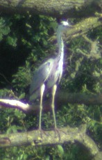 Grey Heron