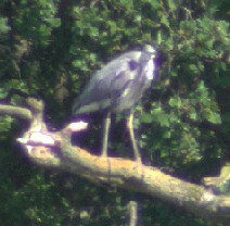 Grey Heron
