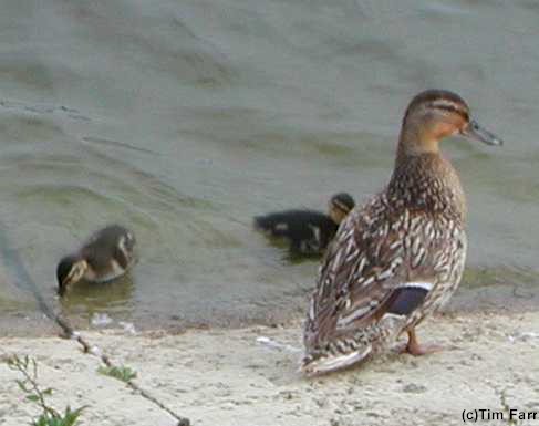 Female Mallard and Ducklings