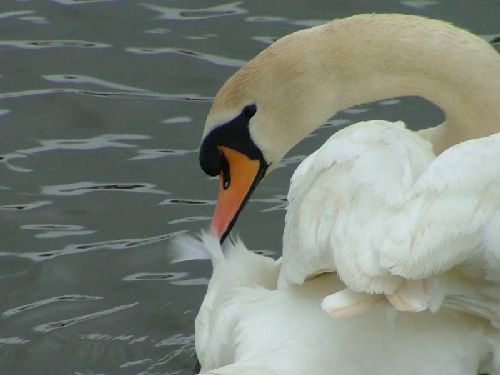 Mute Swan
